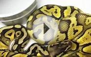 Male Super Pastel Ball Python
