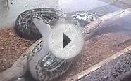 Mating Burmese Pythons in Miami Seaquarium - 2002 (480p)