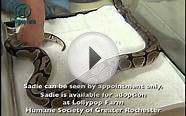 Meet Sadie a Python-Ball currently available for adoption