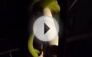 Merauke green tree python feeding