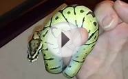 Mojave Spider Ball Python