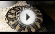 Morelia Pythons 2013 breeding group