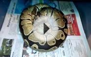 My first ball python collection video