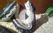 My pet python snake eating a chicken