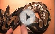 My pied and calico ball python