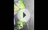 My sorong green tree python eating a rat