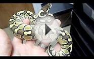 New female Lesser Ball Python