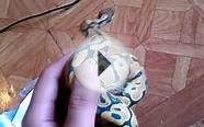New Orange Ghost Ball Python ! Awesome !