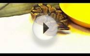 New snakes ( ball pythons )