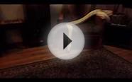 NICE Big albino reticulated python