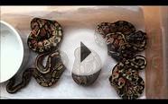 Normal 0.1 x Pastel 1.0 Ball Python Hatchlings