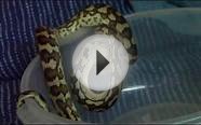 Part 1 Feeding Hatchling Carpet Pythons