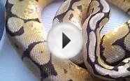 Parting ways with my first ball python morph