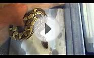 Pastel and butter ball python after shed