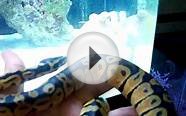 Pastel ball python checking out pet Octopus