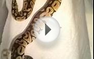 Pastel Ball Python Feeding (6 Months Old)