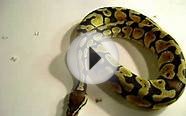 Pastel ball python UPDATE!