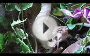 Pastel Butter Ball Python Feeding While Hanging