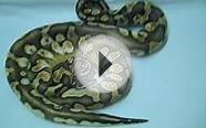 Pastel Calico ball python | Keo Reptiles