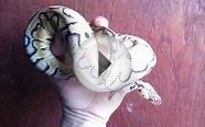 Pastel Clown female ball python