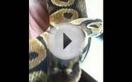 Pastel Female Ball Python