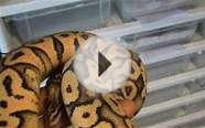 pastel & super pastel - Ball python