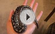 Pewter Ball Python Freshly Shed
