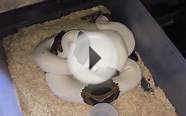 Piebald Ball Pythons Breeding/Cinny Pied