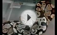 Pipe Creek Ball Pythons- Axanthic Male Ball python