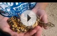 Pipe Creek Ball Pythons-Super Pastel ball python