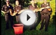 Police Captured Cat Eating Burmese Python In Florida