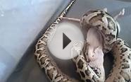 Python burmese eating rat python het granite