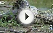 python eats alligator