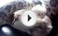 python molurus /Burmese Python eat hamsters