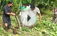 Python Snake Catching Kerala