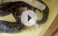 Python snake eating chicken leg