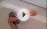 Python Snake pooping and swimming