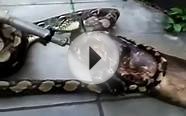 Python Vomits Dog: Huge Snake Regurgitates Dinner