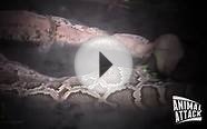 Python vs Alligator Python Bursts After Eating Alligator