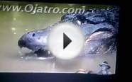Python vs Alligator ( Real Fight Python attacks Alligator )