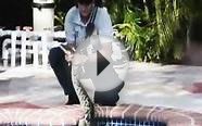 Raw Video: Giant python shows up in family pool