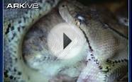 Reticulated python constricting and eating large rodent