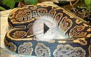 Royal/ball python morphs