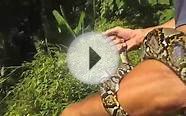 Samui Snake Rescue releases Reticulated Pythons