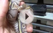 Severely Deformed Ball Python Hatches