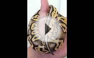 Sloane -super pastel ball python - 4 months