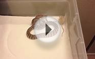 Small Woma python killing a mouse