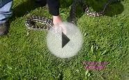 snake in the grass coastal carpet python