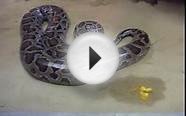 Snake Poop - Burmese Green Python