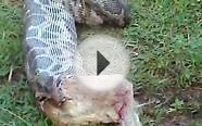 Snake(python) vomiting a big dog after eating UNUSUAL